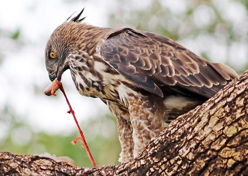 yala-bird-of-prey-eating