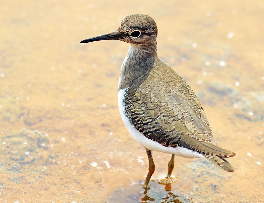 yala-wader