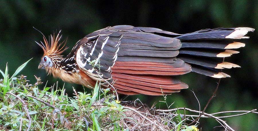 yarina-hoatzin