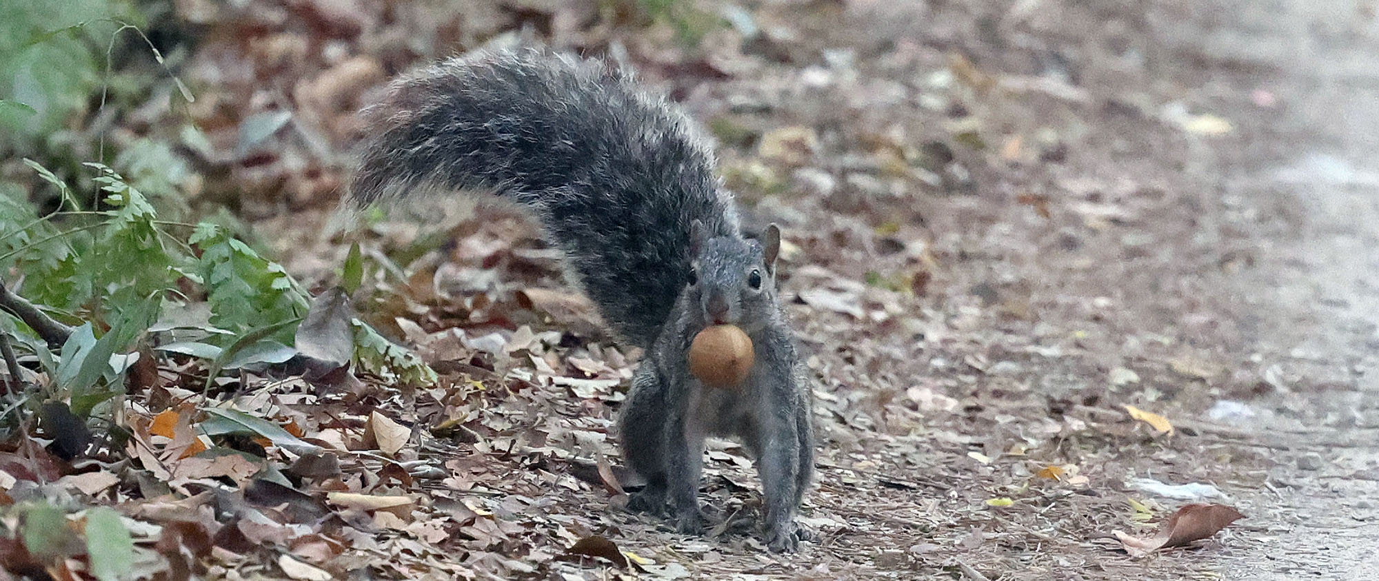 squirrel-yucutan-muyil