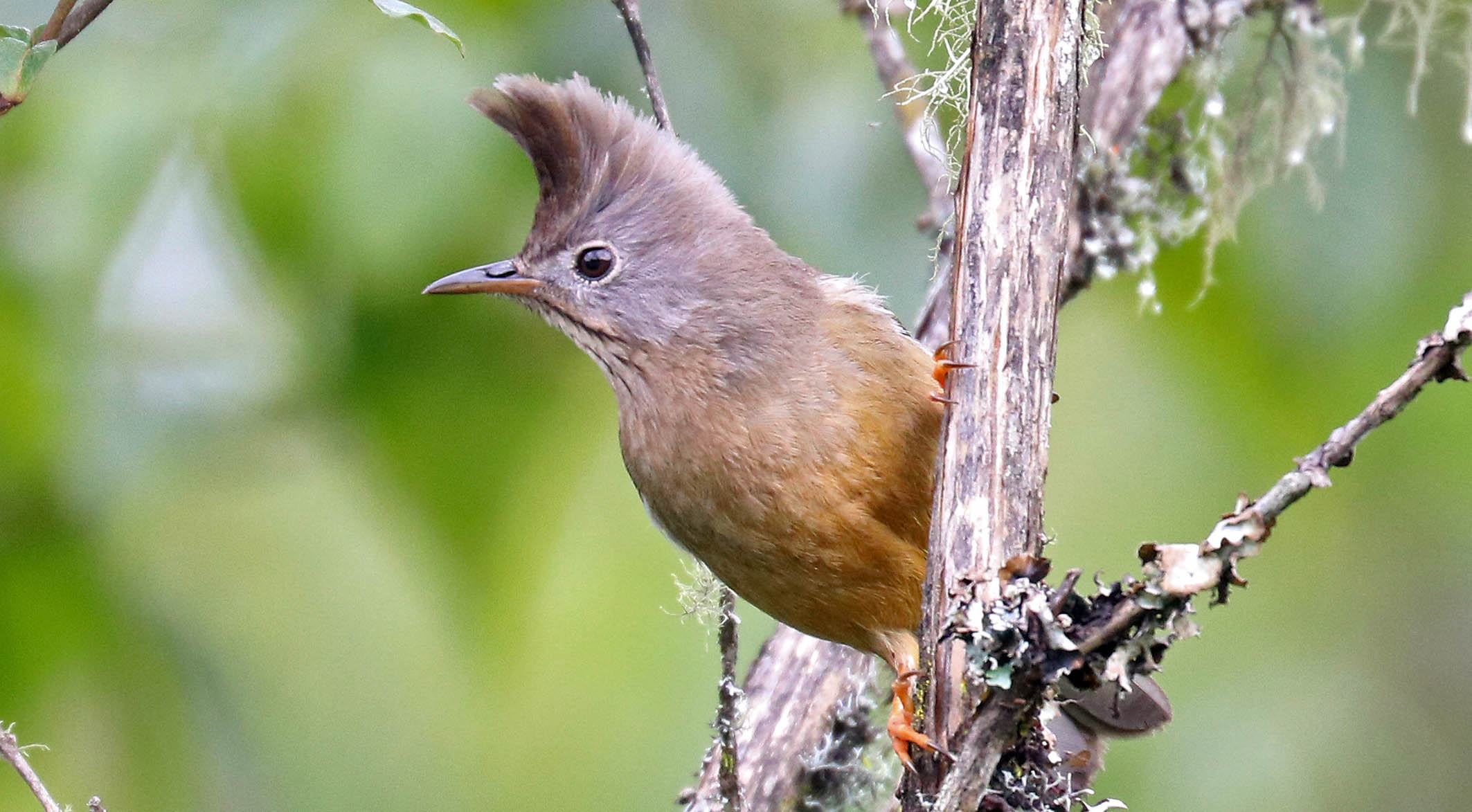 yuhina-striped-throated-bhutan