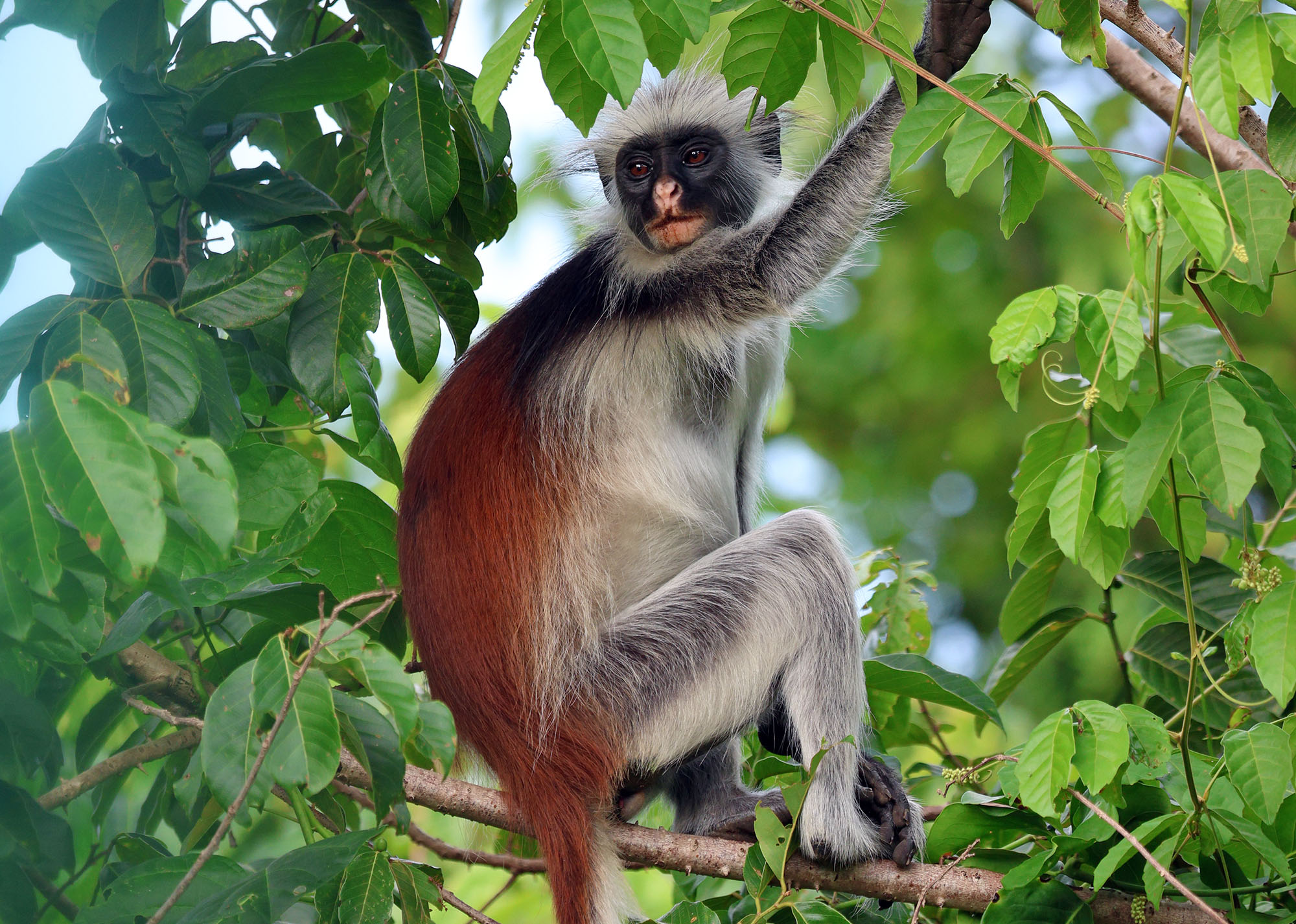 zanzibar-red-colobus-full-body-